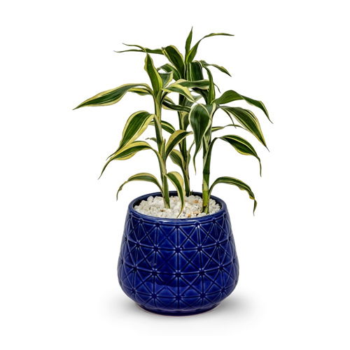 Dracaena Fragrans in a Designer Ceramic Pot